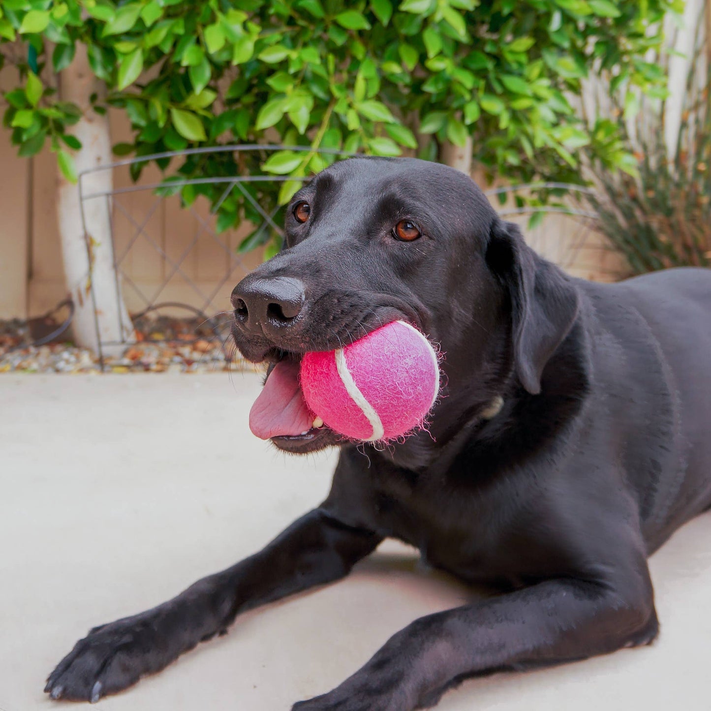Tennis Wool Ball, Pet Toy