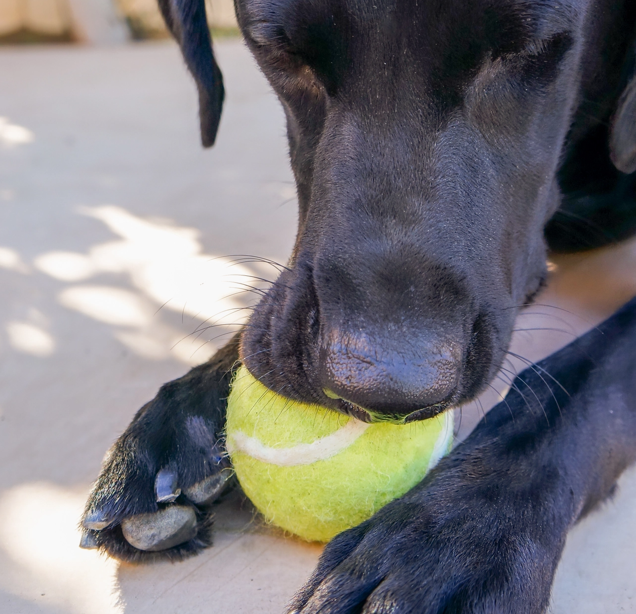 Game Day Sports Eco Dryer Balls