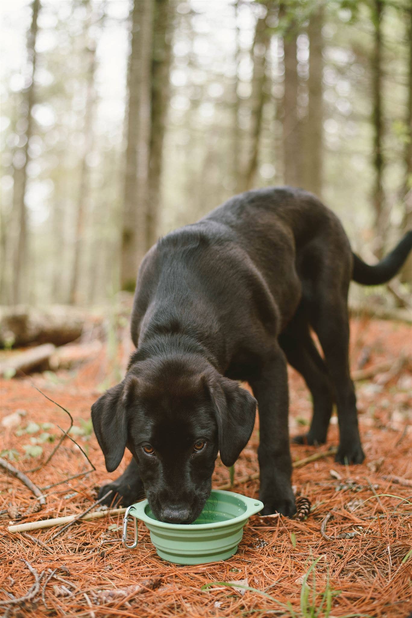 Collapsible Silicone Dog Bowl